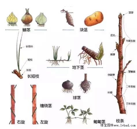 地下莖植物有哪些|地下茎